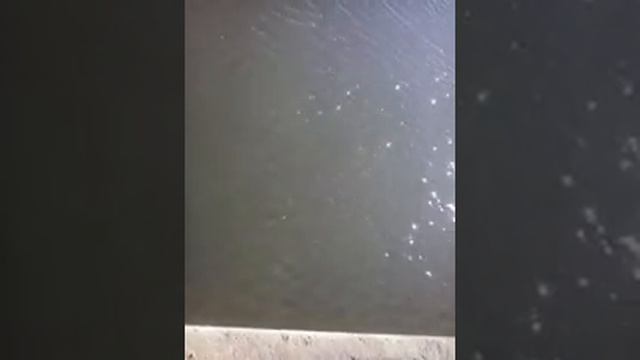 Старобешево все курят а мы ловим СУДАК