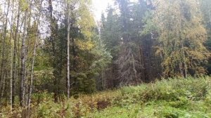 Охота на лося с лайкой в сентябре. Лоси тут среди грибов. ??????