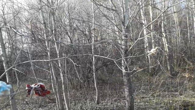 Осина со светло-серой корой,  проводил  опыление весной