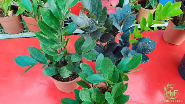 Best 3 Low-light indoor plants | with English Subtitles | Homely Feel | Diyab