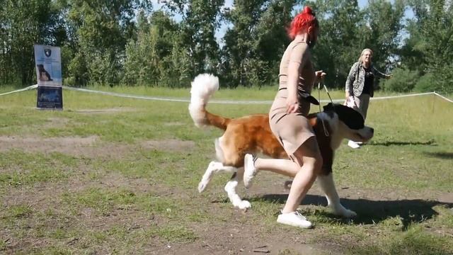 Гладкошерстные сенбернары, Красноярск, эксперт Ольга Ранномяги смотреть онлайн