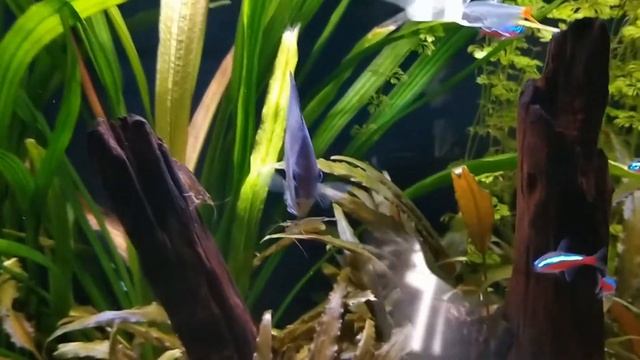 Nature Aquarium/ Природный аквариум с дискусами