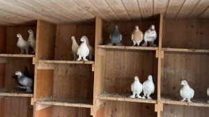 Голуби Tauben Pigeons Таджикские Андрея