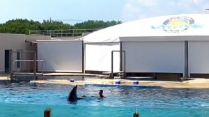 Дельфины в Испании. Дельфины шоу. Представление с дельфинами в Акваполис(Таррагона).