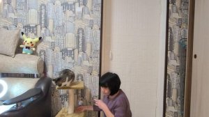 Как приучить кошку к когтеточке/Муся и кошачья мята?