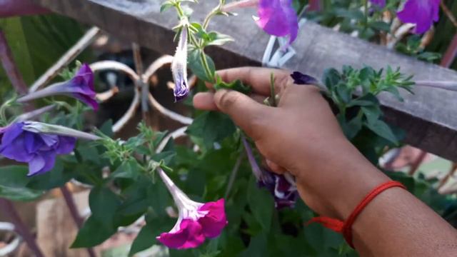 How to care petunia plant || summer plant || petunia பராமரிப்பு செய்வது எப்படி || In Tamil смотреть онлайн