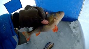 Ловля со льда | Окунь - базука| Канал имени Москвы |Зимняя рыбалка в Московской области|