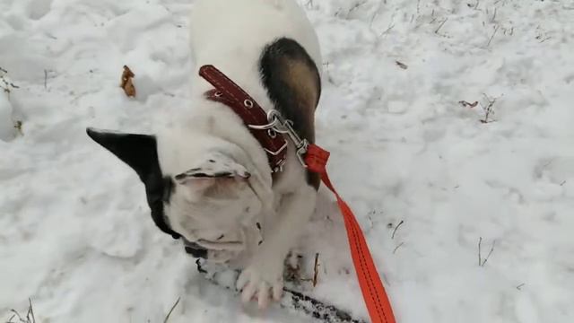 Французский бульдог носит палку. Французский бульдог и той-терьер. смотреть онлайн