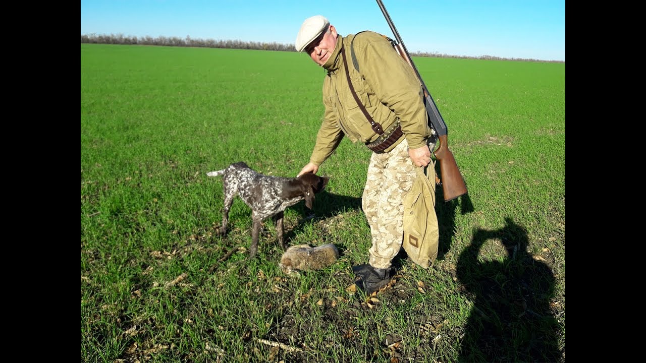 Охота на зайца. Два плюс два. Hunting for hares.mp4