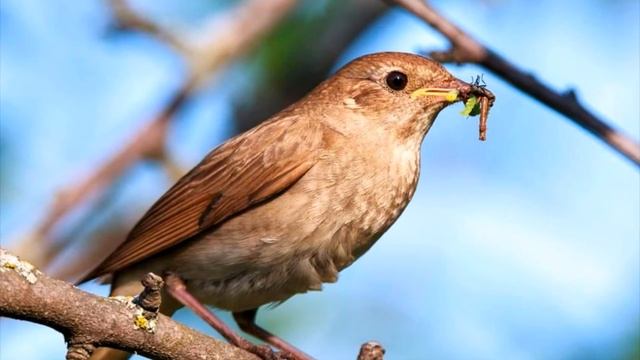 Виртуозное пение соловья. Соловей (лат. Luscinia) обыкновенный. Virtuoso singing of a Nightingale.