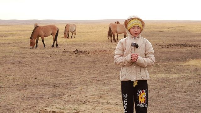Лошади Пржевальского, Оренбургская область
