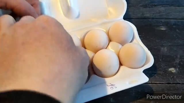 ПОПОЛНЕНИЕ В ХОЗЯЙСТВЕ. МИНОРКА. ФАВЕРОЛЬ. КРОЛИКИ ПОЛТАВСКОЕ (СОВЕТСКОЕ) СЕРЕБРО. СВОЙ КОМБИКОРМ смотреть онлайн