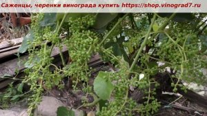 Виноград кишмиш Рилайнс пинк сидлис, об урожайности, опылении, грибках... Пузенко Наталья Лариасовн