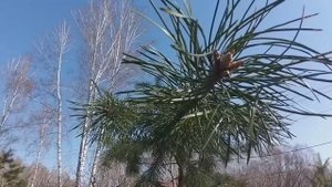 #10 Как подстричь сосну на участке самостоятельно?