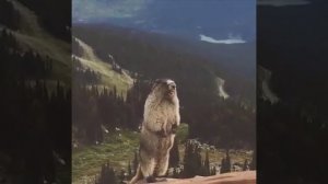 Смешной барсук