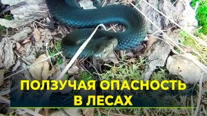 Как защитить себя от укуса змеи