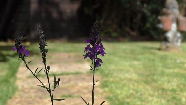 Linaria Purpurea Purple Toadflax Flower смотреть онлайн