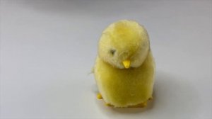 The Fuzzy Cute Little Windup Chicks Running Around