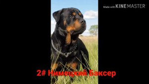 Топ 5 собак для частного дома