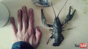 ✅ЛОВЛЯ РАКОВ НА КИТАЙСКИЕ РАКОЛОВКИ