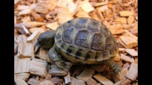 Как выглядят детеныши среднеазиатской черепахи.  Черепашата обедают