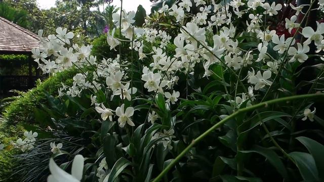 THESE ORCHIDS ARE OUT OF THIS WORLD! смотреть онлайн