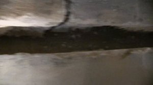 Пол в панельном  доме. Дерево в полу, насекомые. Железобетонный дом.