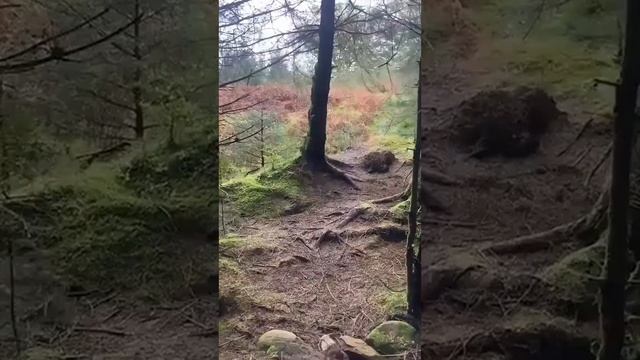 По соцсетям расходится видео из Франции, снятое во время прогулки с собакой две недели назад смотреть онлайн