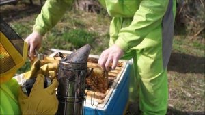 Среднерусская пчела. Шведка.