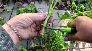 Черенкую пеларгонию