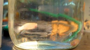 КУПИЛИ ОЧЕНЬ КРАСИВУЮ РЫБУ // Нотобранхиус мечут икру в 0,5 литровой банке