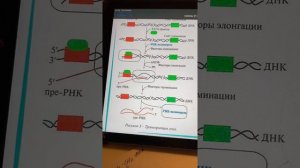 Матричные биосинтезы: транскрипция