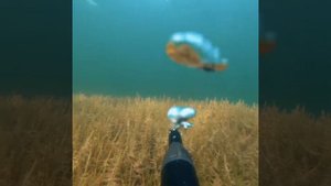 Первая съемка под водой GoPro