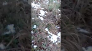 Монстр рейк