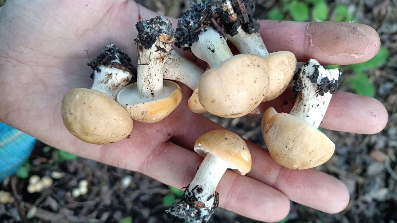 ОТец ищет грибы 6 мая. Рядовка майская (Calocybe gambosa)