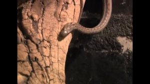 Приметы о змеях. Приметы и суеверия о гадюке и уже . Если змея переползла дорогу ? Заползла в дом ?