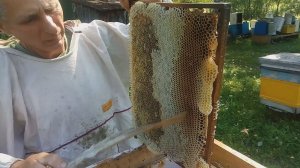 Ранние отводки, Карника F1, отбор мёда