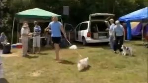 Вест хайленд уайт(вайт) терьер (West Highland White Terrier). . Породы собак (Dog Breed)