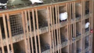 #Pigeons.Как избавиться от орнитоза у голубей.
