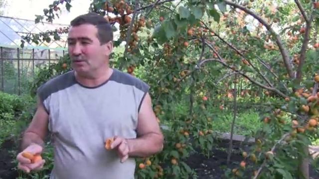 Крупный абрикос в Вашем саду это реально! смотреть онлайн