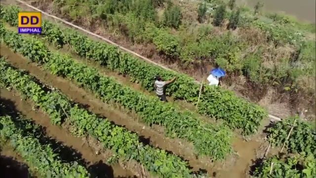 Agriculture Programme | Cultivation of Pineapple and Advantages of Mix Cropping With Paddy смотреть онлайн