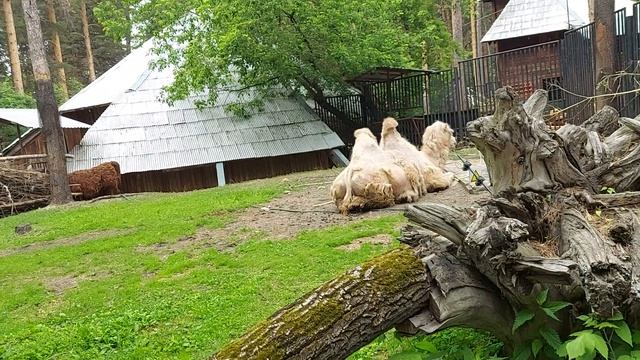 Верблюды Новосибирский зоопарк
