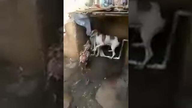 Бесстрашный бойцовский петух ШАМО против собаки