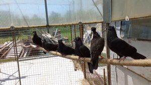 Бакинские голуби чили Владимира Яковлевича Киреева