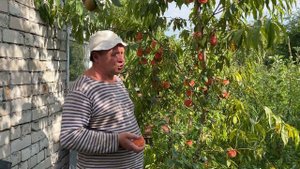Новый сорт персика моей селекции.