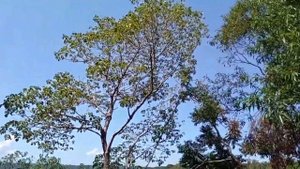 НУ ЧТО ЗА БРЕД - ВИЗЫ ДЛЯ РУССКИХ В ПАРАГВАЙ ?! КТО ВИНОВАТ И ЧТО ДЕЛАТЬ