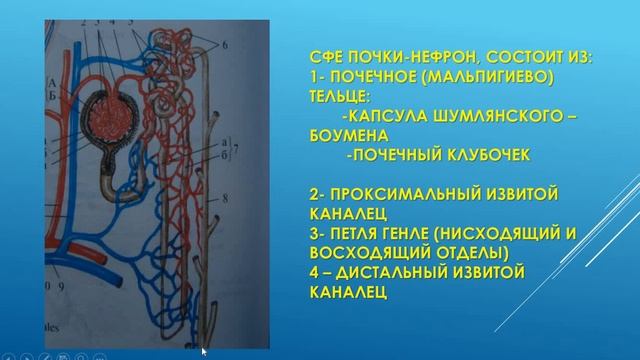 МОЧЕВЫДЕЛИТЕЛЬНАЯ СИСТЕМА. ПОЧКИ, МОЧЕТОЧНИКИ