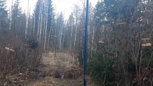 Ловля щуров