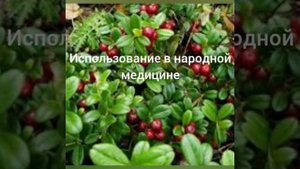 Польза сибирских ягод. Видео первое. Брусника.