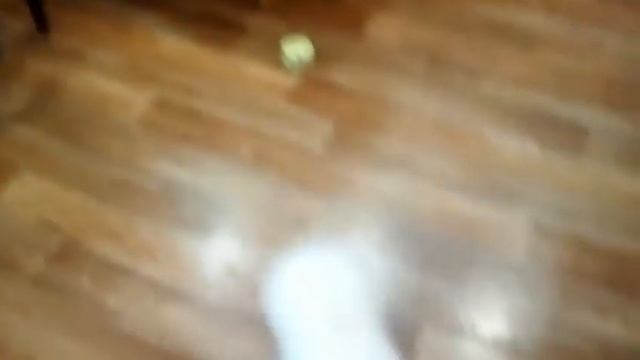 Будни готовим кушать выпечка наша собачка